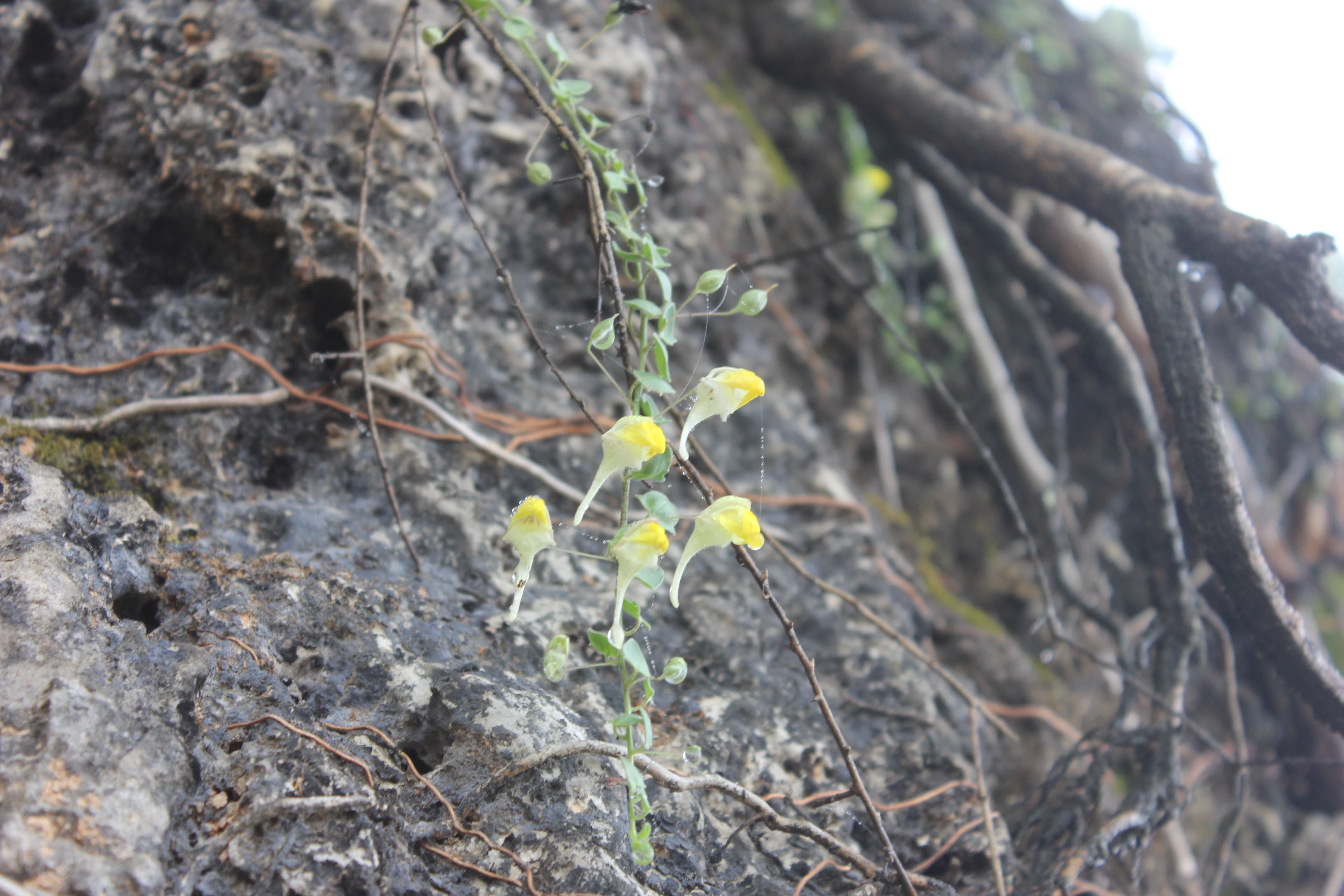 Plant Image